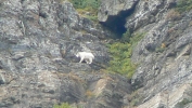 PICTURES/Glacier - The Loop Trail/t_Mountain Goat14.JPG